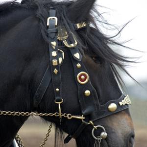 Heavy Horses DM1212