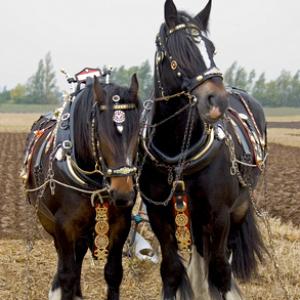 Heavy Horses DM1213