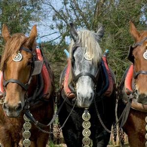Heavy Horses DM1214