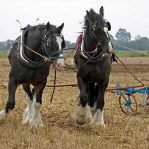 Heavy Horses and Plough DM1210