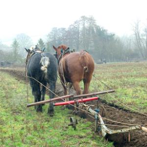 Horse Ploughing DM1200