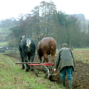 Horse Ploughing DM1203