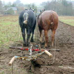 Horse Ploughing DM1204
