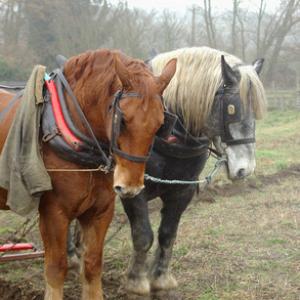 Horse Ploughing DM1205