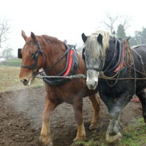 Horse Ploughing DM1206