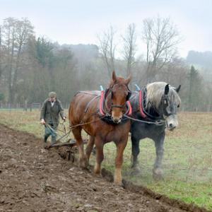 Horse Ploughing DM1224