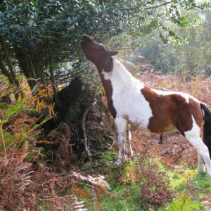 New Forest Pony 2 DM0210