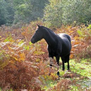 New Forest Pony DM0214