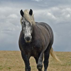 Perceron Heavy Horse DM1190