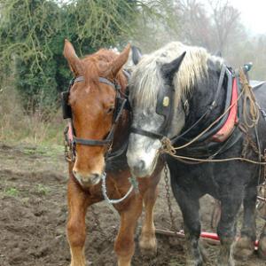 Perceron and Suffolk Punch Heavy Horses DM1201