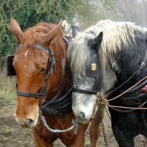 Horses And Ponies