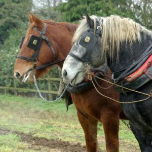 Perceron and Suffolk Punch Heavy Horses DM1207