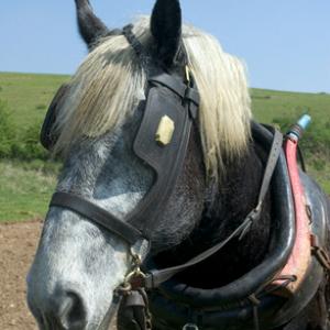 Percheron