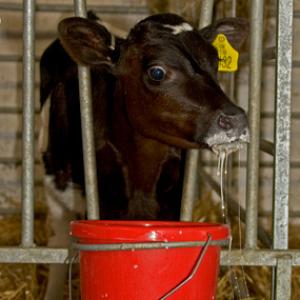 Calf Feeding Time 1DM2802