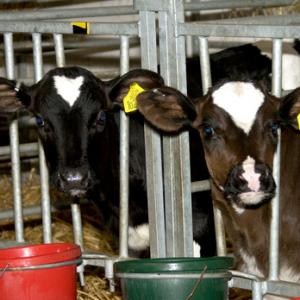 Calf Feeding Time 4 DM0284