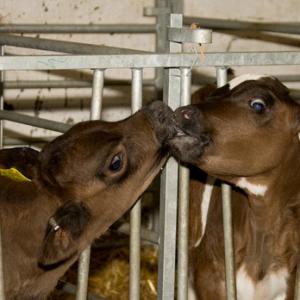 Calf Feeding Time 5 DM0285