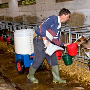 Calf Feeding Time