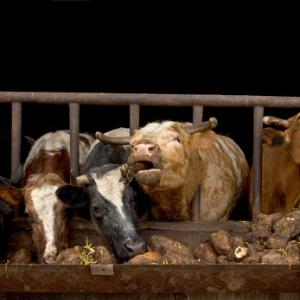 Cattle Feeding DM0288