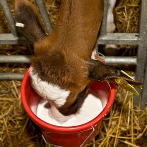 Feed Time 3 DM0283