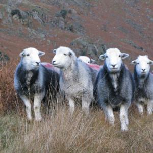 Herdwick Sheep DMO289