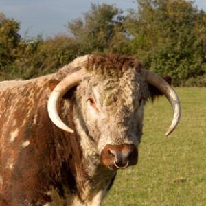 Longhorn Bull DM1268