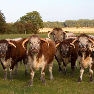 Longhorns  DM1274