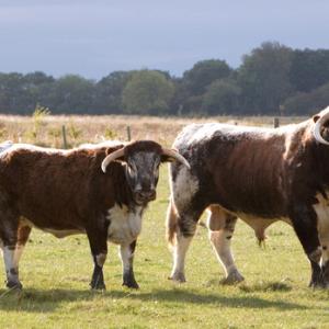Longhorns [Cow and Bull] DM1275