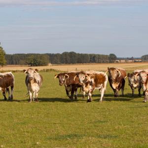 Longhorns DM1273