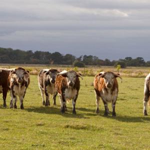 Livestock Farming