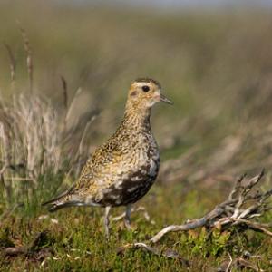 Golden Plover DM0296