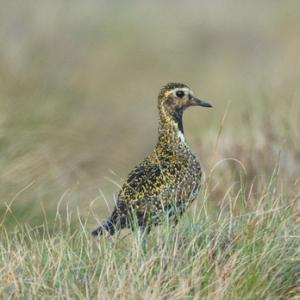 Golden Plover DM0991