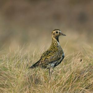 Golden Plover DM0992 (2)