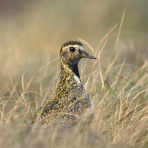 Golden Plover DM0992