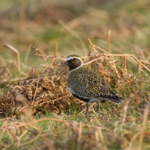 Golden Plover DM0993