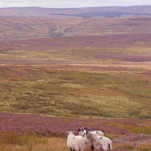 Grouse Moor 2 DMO295