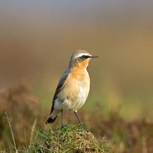 Moorland