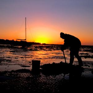 Bait Digging  DM1381