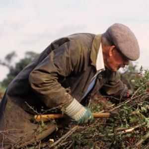 Hedge Laying DM0318
