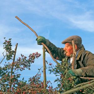 Hedge Laying DM1382
