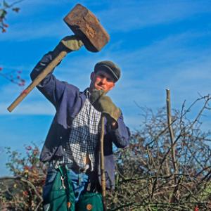 Hedge Laying DM1384