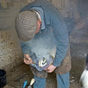 Horse Shoeing DM1388