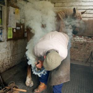 Horse Shoeing DM1389