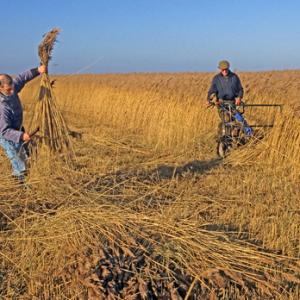 Reed Cutting Norfolk 1396