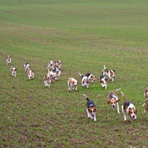 Beagles 1 DM0215