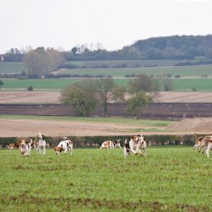 Beagles 2 DM0218