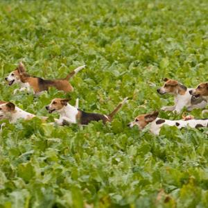 Beagles 4 DM0223