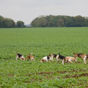 Beagles 8 DM0229
