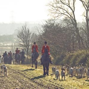 Hunting  Foxhounds 3 DM0220