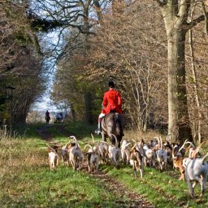 Huntsman and Hounds 1 DM0216
