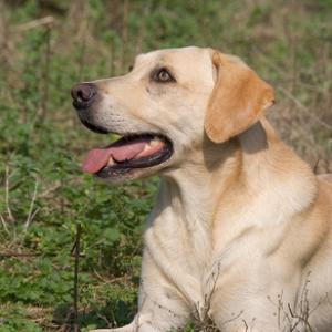 Gun Dog  Yellow Labrador 2 DM0339